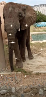 Elephant standing in enclosure with sparkles.