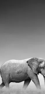 Black and white elegant elephant in field.