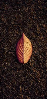 Single brown leaf on dark textured background wallpaper.