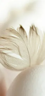 Minimalist wallpaper with a delicate feather on an egg background.