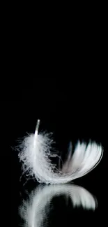 White feather elegantly placed on a black background.