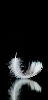 Delicate white feather on black background, elegant and minimalist design.