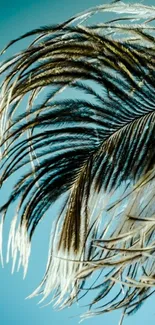 Elegant feather with blue background wallpaper.