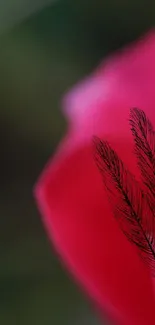 Artistic feather on a blurred pink petal background.