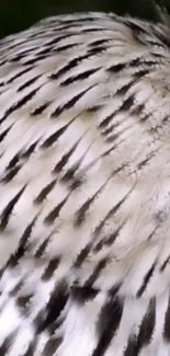 Close-up of elegant feather texture pattern wallpaper.