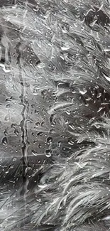 Gray feather wallpaper with raindrops, creating a textured and elegant look.