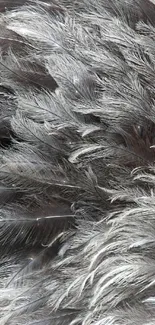 Elegant gray feather texture mobile phone wallpaper.