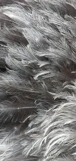 Gray feather texture wallpaper with intricate details.