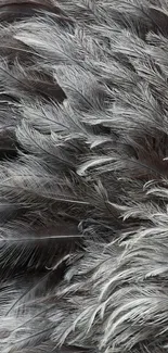 Close-up of elegant feather texture in gray tones for mobile wallpaper.