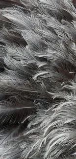 Close-up of gray feather texture for mobile wallpaper.