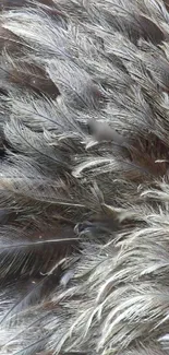 Mobile wallpaper with intricate grey feather textures.