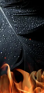 Feather with shimmering dewdrops against a dark background.