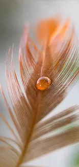 Elegant orange feather with a water droplet on a soft background.