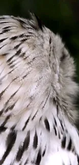 Close-up of elegant owl feathers with detailed patterns.