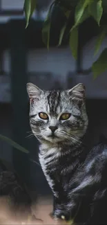 Gray and white cat in foliage with soft shadows.