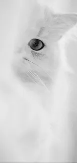 Black and white mysterious cat wallpaper with white background.