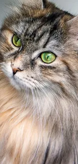 Close-up of a long-haired cat with striking green eyes.