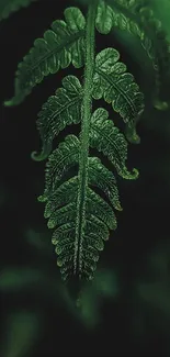 A detailed green fern leaf on dark background.