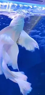 Pale fish swimming in vivid blue water.