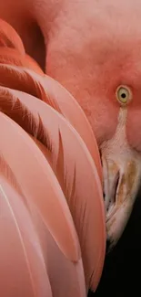 Close-up of a flamingo with elegant pink feathers.