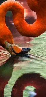 Elegant flamingo dipping beak into rippling water with vibrant orange hues.