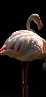 Elegant flamingo in soft pink lighting against a contrasting dark backdrop.