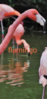 Graceful flamingos on a calm lake with vivid pink hues.