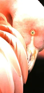 Close-up of an elegant flamingo with pink feathers as mobile wallpaper.