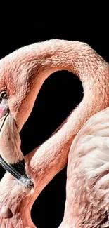 Close-up of a pink flamingo against a dark background.