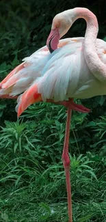 Graceful flamingo standing on one leg among green foliage.