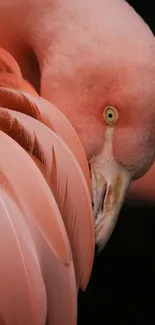 Close-up of a flamingo with delicate pink feathers.