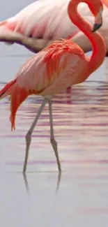 Coral pink flamingo gracefully stands in serene water.