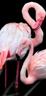 Elegant pink flamingos on a dark background.