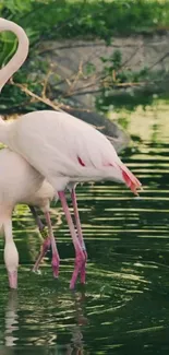 Graceful flamingo by a lush green pond.