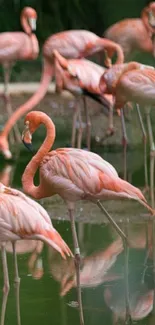 Pink flamingos reflected on a serene pond, creating a calming visual.