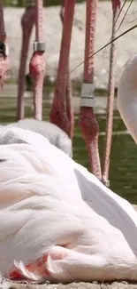 Flamingo resting by the water with pink feathers in a tranquil setting.