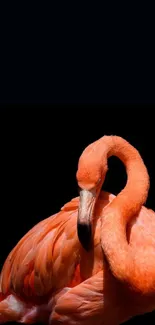 A vibrant flamingo on a black background.