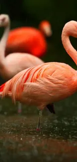 A vibrant pink flamingo standing gracefully in water.