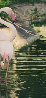 Two elegant flamingos standing by a serene pond.