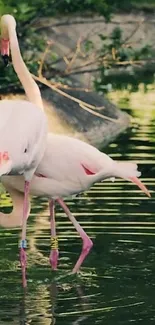 Flamingos wading gracefully in a serene pond scene.