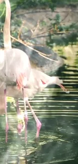 Elegant flamingos standing in tranquil green water.