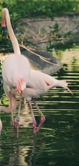 Graceful flamingos standing in a tranquil pond, surrounded by nature.