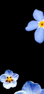 Elegant wallpaper with blue flowers on black background.