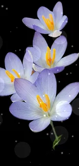 Purple flowers on a black background wallpaper.