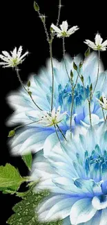 Elegant blue floral wallpaper with black background.