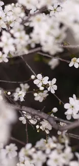 Mobile wallpaper with white blossoms on branches, creating an elegant, serene look.