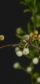 Delicate floral branch on a dark background wallpaper.