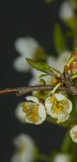 Delicate white blossoms on elegant branch with dark background.