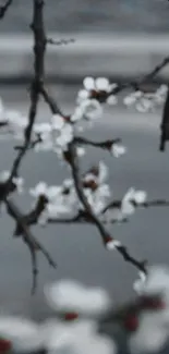 Blurred floral branch with white blossoms on a gray background with hearts.