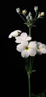 Elegant white flowers on dark background wallpaper